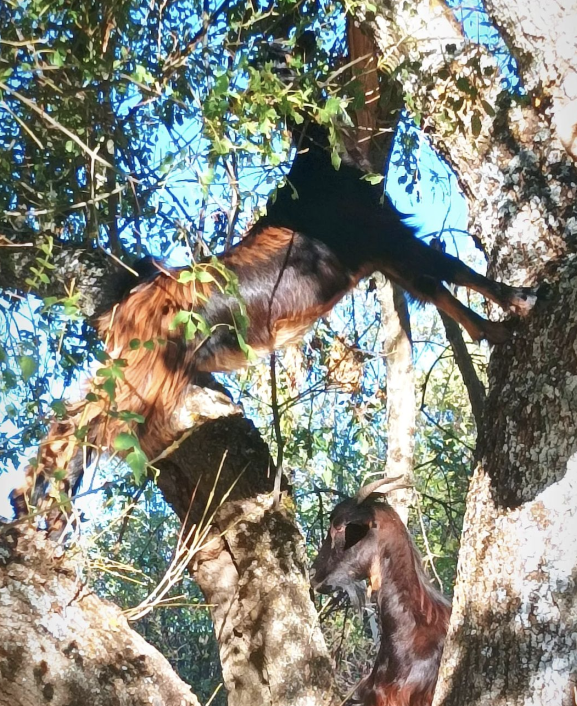 chivos alpinistas granja pradosmontes